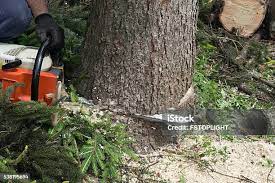 Best Tree Preservation Services  in Pine Air, FL