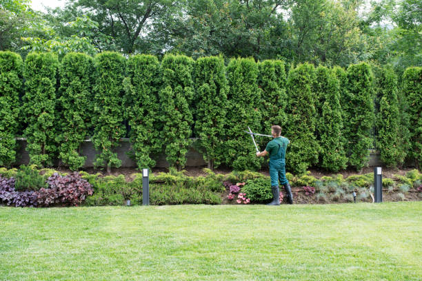 Best Tree Cabling and Bracing  in Pine Air, FL