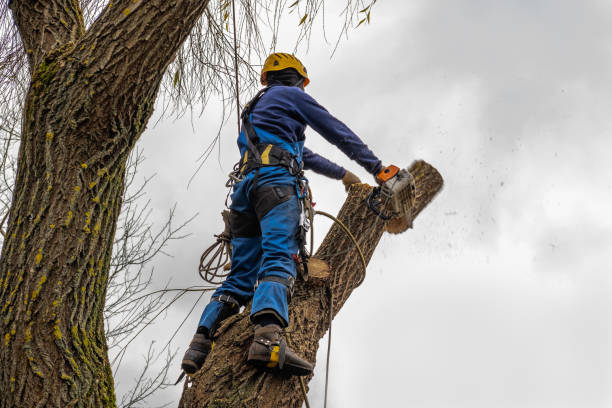 Best Utility Line Clearance  in Pine Air, FL