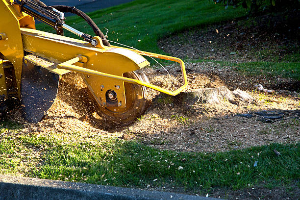 Best Firewood Processing and Delivery  in Pine Air, FL