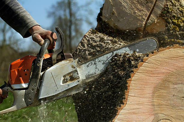 Best Tree and Shrub Care  in Pine Air, FL